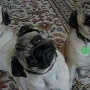 The Pug Head Tilt