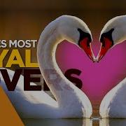 10 Most Romantic Animal Couples That Will Make You Cry