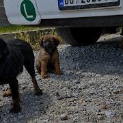 She Was Abandoned With Her Puppies But She Still Trusts People