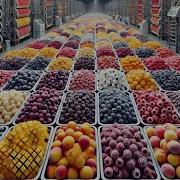 Frozen Fruits Mega Factory Processing Millions Of Frozen Fruits With Modern Technology