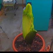 Perry The Corpse Flower Full Bloom Cycle