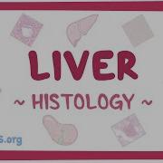 Liver Histology