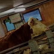 Cow Exe