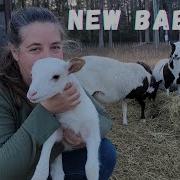 First Baby Lambs Of The 2023 Season Arrive