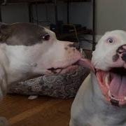 Are Pitbulls The FUNNIEST DOGS NEW Funny Dog Videos 2024