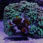 Ocellaris Clownfish Spawning