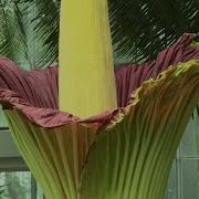 A Corpse Flower Blooms For The First Time In 12 Years