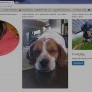 Bootstrap CSS Tutorial 4 How To Create Responsive Images With Bootstrap
