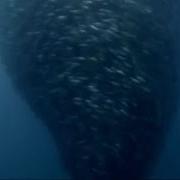 Скопление мелкой рыбы в открытой воде Голубая планета BBC Земля
