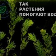 Как растения выделяют кислород в воду ОКСИГЕНАТОРЫ НАГЛЯДНО Ceratophyllum