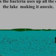 Eutrophication Animation