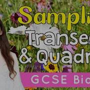 SAMPLING TRANSECTS AND QUADRATS GCSE Biology 9 1 Combined Revision Qs