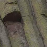 Historic Wooden Ladder At Devil S Tower 2020