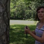 Dendrochronology How To Core A Tree