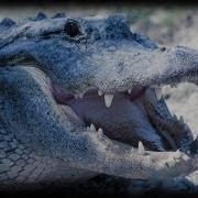 Alligator Attacks 02 Dangerous Animals Time Lapse