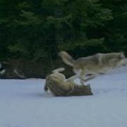 Walla Walla Wolf Pack Running And Playing