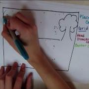 BSCI446 Spatial Orientation