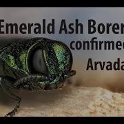 Emerald Ash Borer 2023