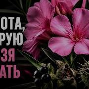 ЛЕКЦИЯ ДЛЯ СНА Смертельно красивые растения нашей планеты