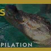 Fearless Adventures With Jack Randall 25 Minutes Nat Geo Kids Compilation Natgeokids