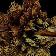 Morphing Bulb Animated Fractal Mandelbulb 3D V16914