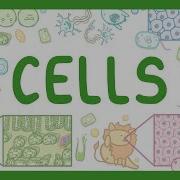 GCSE Biology Cell Types And Cell Structure 2026 27 Exams