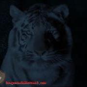 Animorphs 003 Jake Into White Tiger