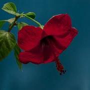 TIMELAPSE OF FLOWER BLOOMING FREE STOCK VIDEO