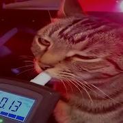 Cats Doing Weird Stuff