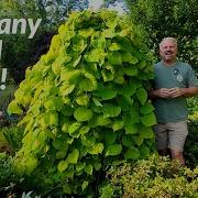 50 Best Small Trees That Transform Any Garden