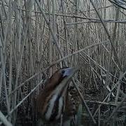 Bittern