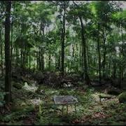 Leaf Litter Raw Video