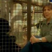 Michael Jackson And Bubbles Animal Planet Documentary Part 4 Of 5