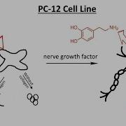 PC 12 Cell Neuron Like Cell Neuroscience Nerve Growth Factor Catecholamines