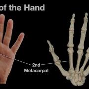 Bones Of The Hand