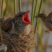 Common Cuckoo 60 Days From Egg To Survivor The Perfect Brood Parasite
