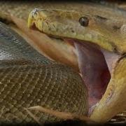 Python Attacks Itself 02 Time Lapse