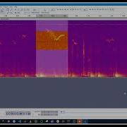 Ultrasonic Vocalization Audio In Audacity Spectrogram Playback