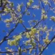Spring Loop