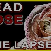 Dying Rose Flower Time Lapse