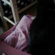 OMFG CAT ABUSE CAUGHT ON CAMERA MUST WATCH