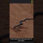 Snake Fight Black Spitting Cobra Vs Puff Adder Snake Attack Wildlife Shortvideo Shorts