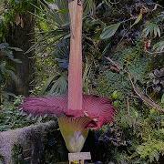 1st Ever Corpse Flower Bloom At SF S CA Academy Of Sciences Underway How Some Describe The Smell