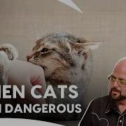 Violent Cats Broken Homes Jackson S Toughest Cases My Cat From Hell S1 E1 2 3 Animal Planet