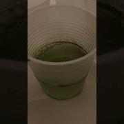 Final Observation For Eutrophication Lab