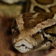 Cx Freeze Python 3 6