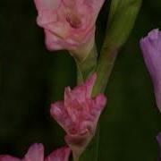 TF108 Time Lapse Flower FREE FOOTAGE