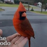 Cardinal Gives Cutest Goodbye To Woman Who Rescued Him The Dodo