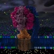 ATP Synthase Structure