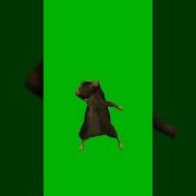 Dancing Mouse Fyp Mouse Dance